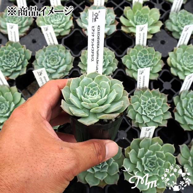 423:Echeveria hyalina,San Luis de La Paz(エケベリア ヒアリナ サンルイスデラパス)６㎝ポット[多肉 植物・ケーレス実生苗] | 花苗・野菜苗の販売 ザ・ガーデンパーティー