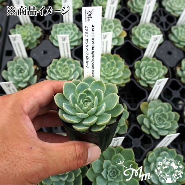 424:Echeveria hyalina,Santa Maria Mexicano(エケベリア ヒアリナ  サンタマリアメヒカーノ)６㎝ポット[多肉植物・ケーレス実生苗]