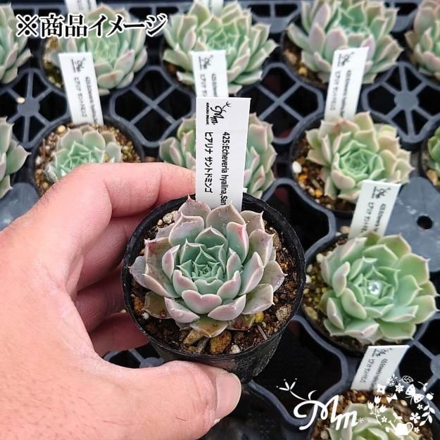 エケベリア・セダム mamirin epk020_003461_sub5.jpg