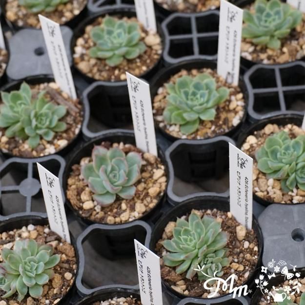 ڰͣĤޤǤθ꾦ʡ426:Echeveria hyalina,Tolontongo(٥ꥢ ҥ ȥȥ)ѥݥå[¿ʪ쥹ջɤ]