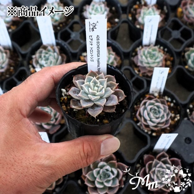 一人１つまでの限定商品】426:Echeveria hyalina,Tolontongo(エケベリア ヒアリナ トラントンゴ)６㎝ポット[多肉 植物・ケーレス実生苗] | 花苗・野菜苗の販売 ザ・ガーデンパーティー