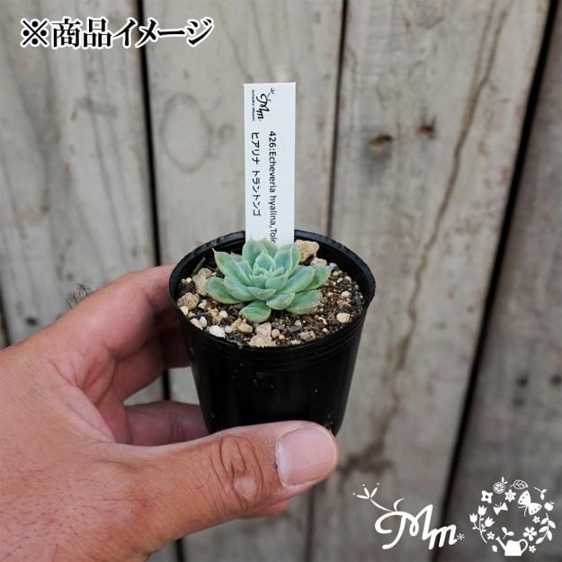 ڰͣĤޤǤθ꾦ʡ426:Echeveria hyalina,Tolontongo(٥ꥢ ҥ ȥȥ)ѥݥå[¿ʪ쥹ջɤ]