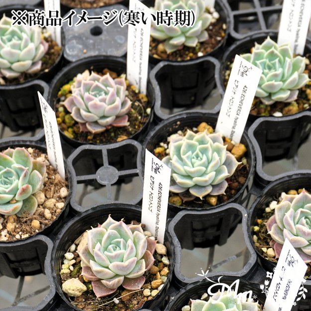 一人１つまでの限定商品】426:Echeveria hyalina,Tolontongo(エケベリア ヒアリナ トラントンゴ)６㎝ポット[多肉 植物・ケーレス実生苗] | 花苗・野菜苗の販売 ザ・ガーデンパーティー