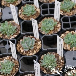 ڰͣĤޤǤθ꾦ʡ426:Echeveria hyalina,Tolontongo(٥ꥢ ҥ ȥȥ)ѥݥå[¿ʪ쥹ջɤ]<img class='new_mark_img2' src='https://img.shop-pro.jp/img/new/icons57.gif' style='border:none;display:inline;margin:0px;padding:0px;width:auto;' />