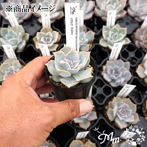 428:Echeveria lilacina,Rayones(エケベリア リラシナ ラヨネス)６㎝ポット[多肉植物・ケーレス実生苗] | 花苗・野菜苗の販売  ザ・ガーデンパーティー