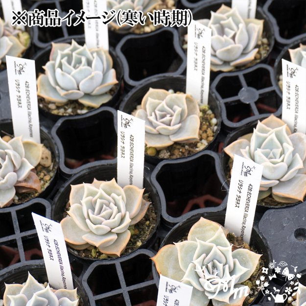 428:Echeveria lilacina,Rayones(エケベリア リラシナ ラヨネス)６㎝ポット[多肉植物・ケーレス実生苗] | 花苗・野菜苗の販売  ザ・ガーデンパーティー