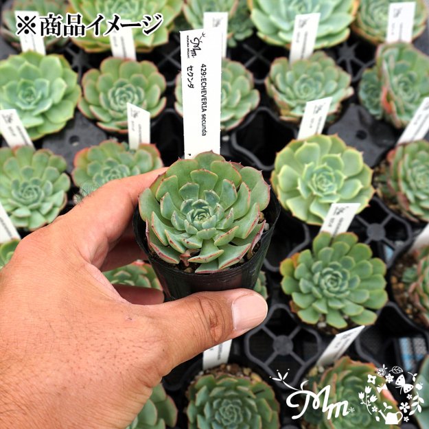 429:Echeveria secunda(エケベリア セクンダ)６㎝ポット[多肉植物・ケーレス実生苗]