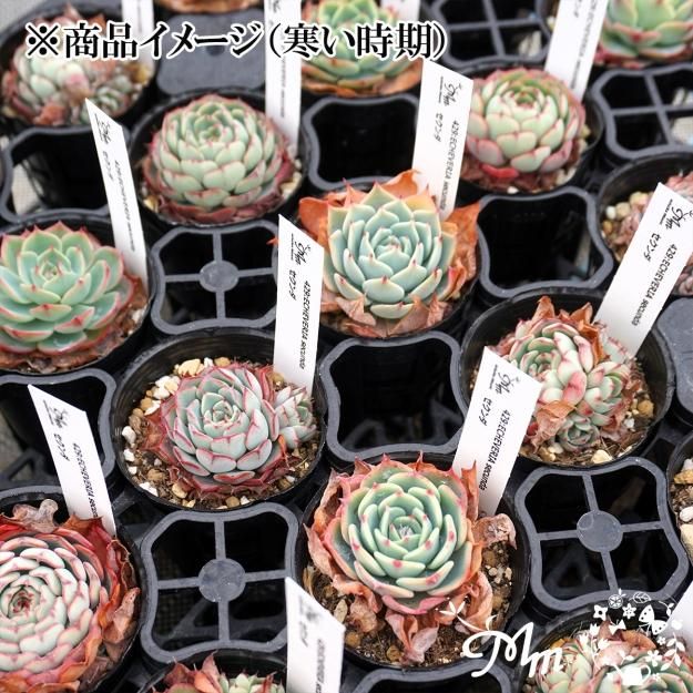 エケベリア　まとめ売り a76多肉植物エケベリア❗訳あり苗＆在庫処分セット❗ - メルカリ