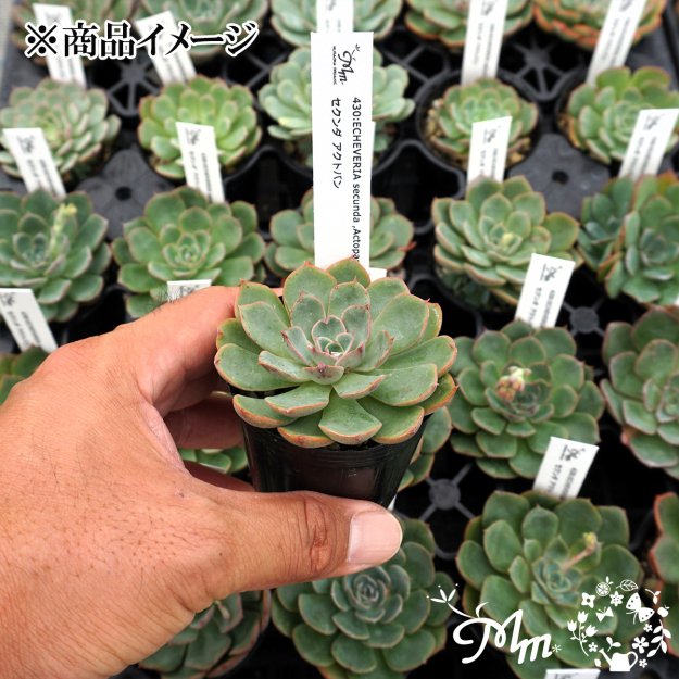 430:Echeveria secunda ,Actopan(エケベリア セクンダ アクトパン)６㎝ポット[多肉植物・ケーレス実生苗] |  花苗・野菜苗の販売 ザ・ガーデンパーティー