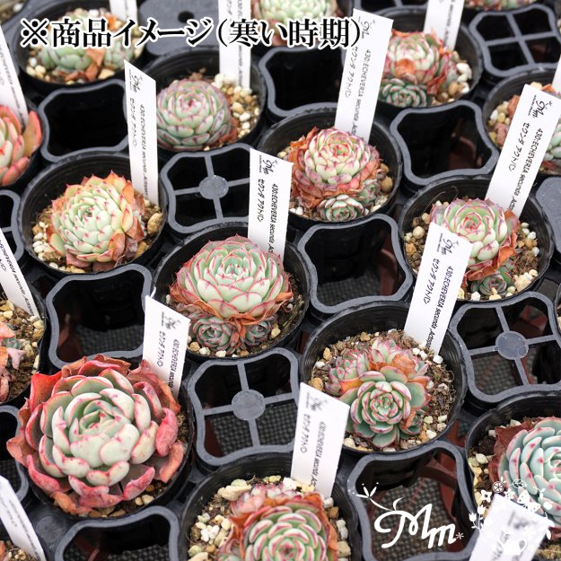 430:Echeveria secunda ,Actopan(エケベリア セクンダ アクトパン)６㎝ポット[多肉植物・ケーレス実生苗] |  花苗・野菜苗の販売 ザ・ガーデンパーティー