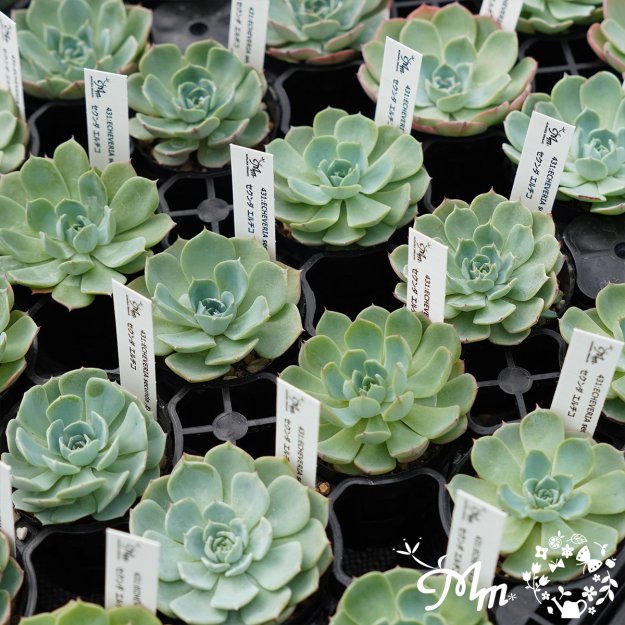 431:Echeveria secunda ,El Chico(エケベリア セクンダ エルチコ)６㎝ポット[多肉植物・ケーレス実生苗] |  花苗・野菜苗の販売 ザ・ガーデンパーティー