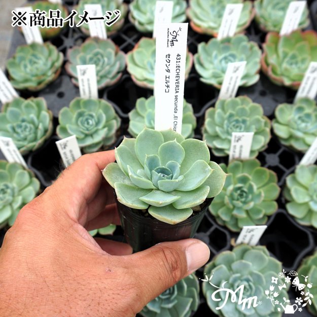 431:Echeveria secunda ,El Chico(エケベリア セクンダ エルチコ)６㎝ポット[多肉植物・ケーレス実生苗] |  花苗・野菜苗の販売 ザ・ガーデンパーティー