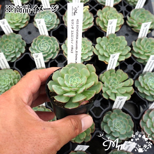 432:Echeveria secunda ,El Encino ,Hidalgo(エケベリア セクンダ エルエンシノ イダルゴ)６㎝ポット[多肉植物・ケーレス実生苗]  | 花苗・野菜苗の販売 ザ・ガーデンパーティー