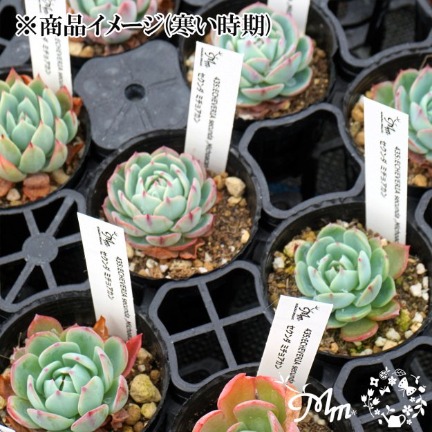 435:Echeveria secunda ,Michoacan(エケベリア セクンダ ミチョアカン)６㎝ポット[多肉植物・ケーレス実生苗]