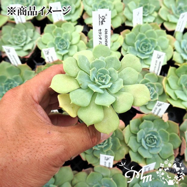 436:Echeveria secunda ,Pacifica Glauca(٥ꥢ  ѥե 饦)ѥݥå[¿ʪ쥹]