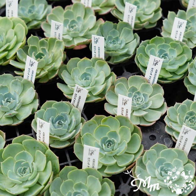 438:Echeveria secunda ,Tenango de Doria(エケベリア セクンダ  テナンゴ・デ・ドリア)６㎝ポット[多肉植物・ケーレス実生苗]