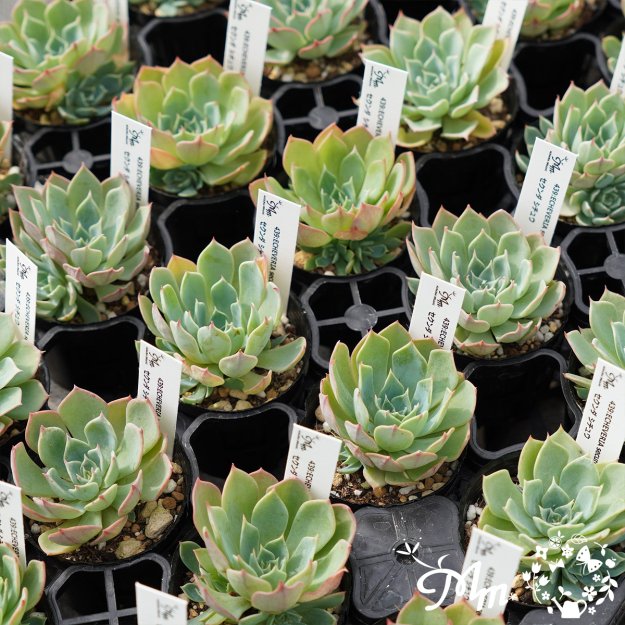 439:Echeveria secunda ,Xichu(エケベリア セクンダ シチュウ)６㎝ポット[多肉植物・ケーレス実生苗] |  花苗・野菜苗の販売 ザ・ガーデンパーティー