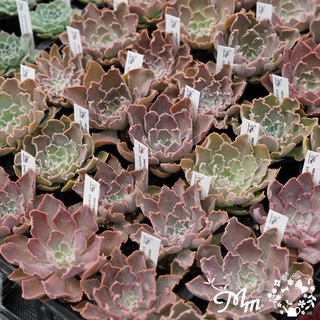 440:Echeveria shaviana ,Peregrina(エケベリア シャビアナ ペレグリナ)６㎝ポット[多肉植物・ケーレス実生苗] |  花苗・野菜苗の販売 ザ・ガーデンパーティー