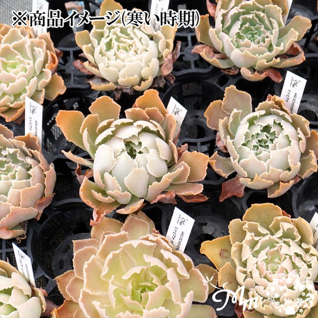 440:Echeveria shaviana ,Peregrina(エケベリア シャビアナ ペレグリナ)６㎝ポット[多肉植物・ケーレス実生苗]