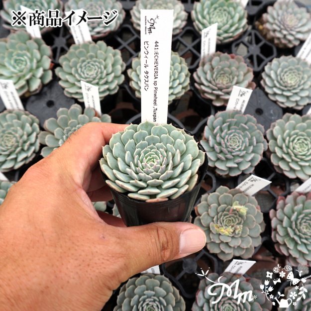 441:Echeveria sp Pinwheel ,Tuxpan(エケベリア ピンウィール タクスパン)６㎝ポット[多肉植物・ケーレス実生苗] |  花苗・野菜苗の販売 ザ・ガーデンパーティー