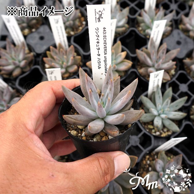 443:Echeveria unguiculata ,Jaujal(エケベリア ウングイキュラータ ハウハル)６㎝ポット[多肉植物・ケーレス実生苗]  | 花苗・野菜苗の販売 ザ・ガーデンパーティー