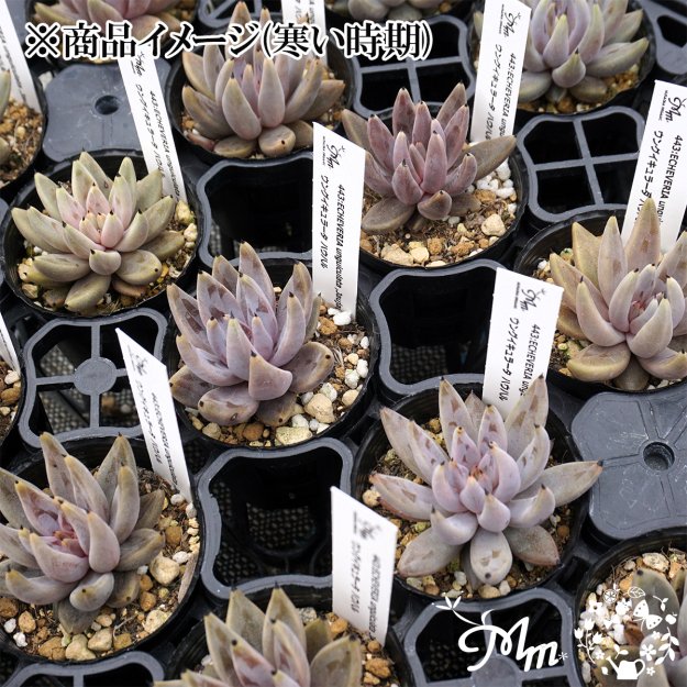 443:Echeveria unguiculata ,Jaujal(エケベリア ウングイキュラータ ハウハル)６㎝ポット[多肉植物・ケーレス実生苗]  | 花苗・野菜苗の販売 ザ・ガーデンパーティー