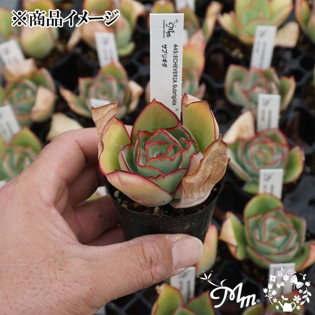 445:Echeveria Subrigida(٥ꥢ ֥ꥮ)ѥݥå[¿ʪ쥹]