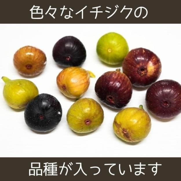 HOSI IICHIJIKU(星いちじく)ドライイチジク 2個セット [梶谷ファーム]