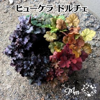 ヒューケラ(多年草) - 花苗・野菜苗の販売 ザ・ガーデンパーティー