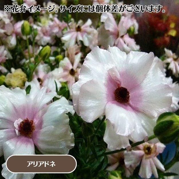 2025ǯ11沼ȯۥʥ󥭥饹å 12cm󥰥åȭ (̵) [¿ǯ(庬)]<img class='new_mark_img2' src='https://img.shop-pro.jp/img/new/icons29.gif' style='border:none;display:inline;margin:0px;padding:0px;width:auto;' />