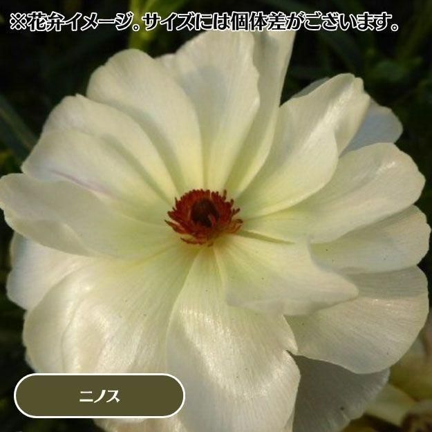 2025ǯ11沼ȯۥʥ󥭥饹å 12cm󥰥åȭ (̵) [¿ǯ(庬)]<img class='new_mark_img2' src='https://img.shop-pro.jp/img/new/icons6.gif' style='border:none;display:inline;margin:0px;padding:0px;width:auto;' />