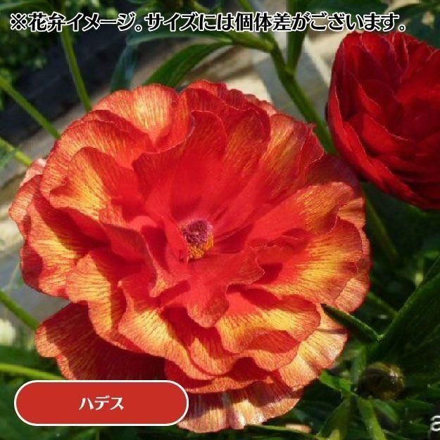 2025ǯ11沼ȯۥʥ󥭥饹å 12cm󥰥åȭ (̵) [¿ǯ(庬)]<img class='new_mark_img2' src='https://img.shop-pro.jp/img/new/icons6.gif' style='border:none;display:inline;margin:0px;padding:0px;width:auto;' />