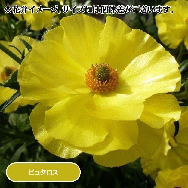 2025ǯ11沼ȯۥʥ󥭥饹å 12cm󥰥åȭ (̵) [¿ǯ(庬)]<img class='new_mark_img2' src='https://img.shop-pro.jp/img/new/icons29.gif' style='border:none;display:inline;margin:0px;padding:0px;width:auto;' />