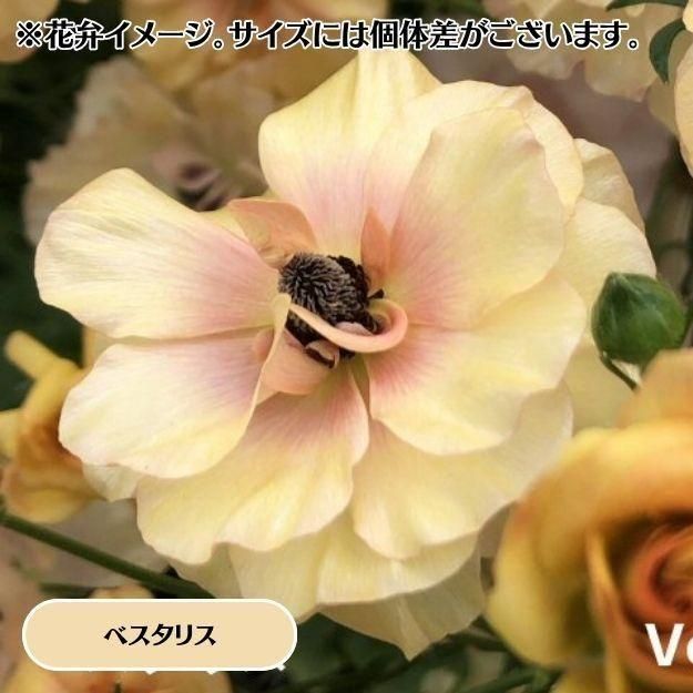 2025ǯ11沼ȯۥʥ󥭥饹å 12cm󥰥åȭ (̵) [¿ǯ(庬)]<img class='new_mark_img2' src='https://img.shop-pro.jp/img/new/icons29.gif' style='border:none;display:inline;margin:0px;padding:0px;width:auto;' />