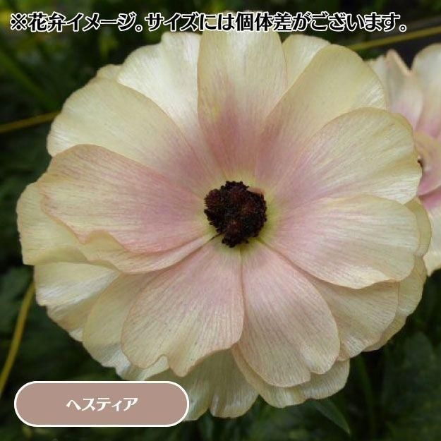 2025ǯ11沼ȯۥʥ󥭥饹å 12cm󥰥åȭ (̵) [¿ǯ(庬)]<img class='new_mark_img2' src='https://img.shop-pro.jp/img/new/icons29.gif' style='border:none;display:inline;margin:0px;padding:0px;width:auto;' />