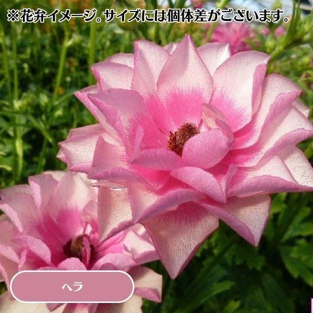 2025ǯ11沼ȯۥʥ󥭥饹å 12cm󥰥åȭ (̵) [¿ǯ(庬)]<img class='new_mark_img2' src='https://img.shop-pro.jp/img/new/icons6.gif' style='border:none;display:inline;margin:0px;padding:0px;width:auto;' />