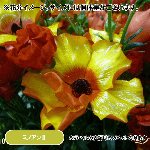 2025ǯ11沼ȯۥʥ󥭥饹å 12cm󥰥åȭ (̵) [¿ǯ(庬)]<img class='new_mark_img2' src='https://img.shop-pro.jp/img/new/icons29.gif' style='border:none;display:inline;margin:0px;padding:0px;width:auto;' />