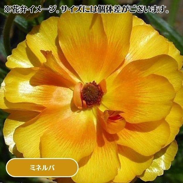 2025ǯ11沼ȯۥʥ󥭥饹å 12cm󥰥åȭ (̵) [¿ǯ(庬)]<img class='new_mark_img2' src='https://img.shop-pro.jp/img/new/icons6.gif' style='border:none;display:inline;margin:0px;padding:0px;width:auto;' />