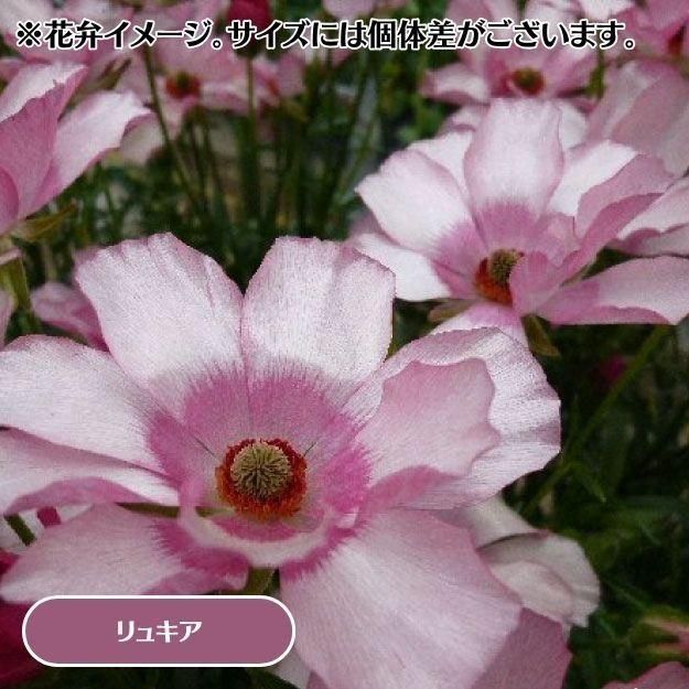 2025ǯ11沼ȯۥʥ󥭥饹å 12cm󥰥åȭ (̵) [¿ǯ(庬)]<img class='new_mark_img2' src='https://img.shop-pro.jp/img/new/icons29.gif' style='border:none;display:inline;margin:0px;padding:0px;width:auto;' />