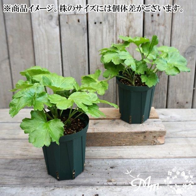 2025ǯ11沼ȯۥʥ󥭥饹å 12cm󥰥åȭ (̵) [¿ǯ(庬)]<img class='new_mark_img2' src='https://img.shop-pro.jp/img/new/icons29.gif' style='border:none;display:inline;margin:0px;padding:0px;width:auto;' />