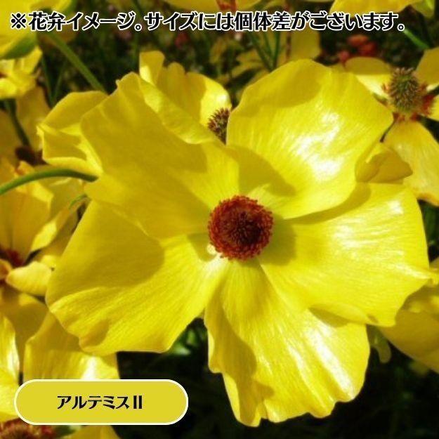 2025ǯ11沼ȯۥʥ󥭥饹å 12cm󥰥åȭ (̵) [¿ǯ(庬)]<img class='new_mark_img2' src='https://img.shop-pro.jp/img/new/icons29.gif' style='border:none;display:inline;margin:0px;padding:0px;width:auto;' />