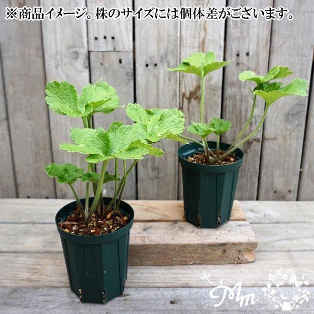 2025ǯ11沼ȯۥʥ󥭥饹å 12cm󥰥åȭ (̵) [¿ǯ(庬)]<img class='new_mark_img2' src='https://img.shop-pro.jp/img/new/icons6.gif' style='border:none;display:inline;margin:0px;padding:0px;width:auto;' />