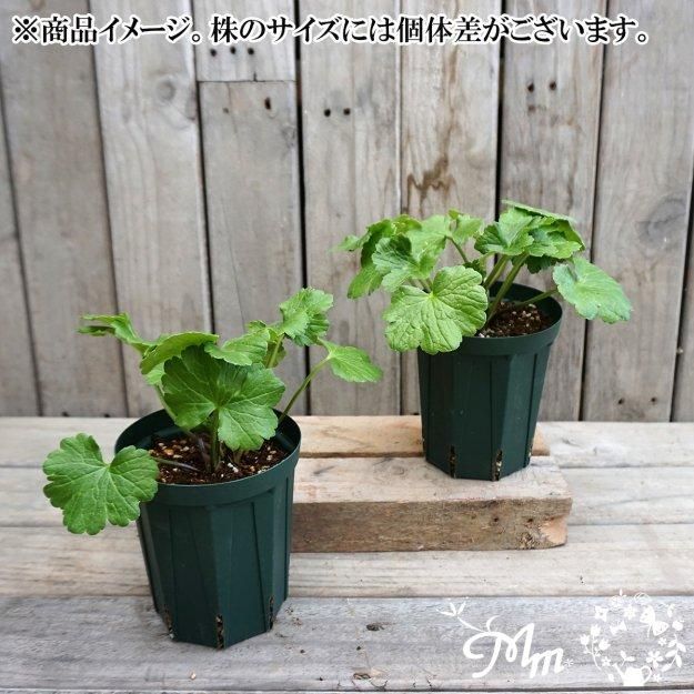 2025ǯ11沼ȯۥʥ󥭥饹å 12cm󥰥åȭ (̵) [¿ǯ(庬)]<img class='new_mark_img2' src='https://img.shop-pro.jp/img/new/icons6.gif' style='border:none;display:inline;margin:0px;padding:0px;width:auto;' />