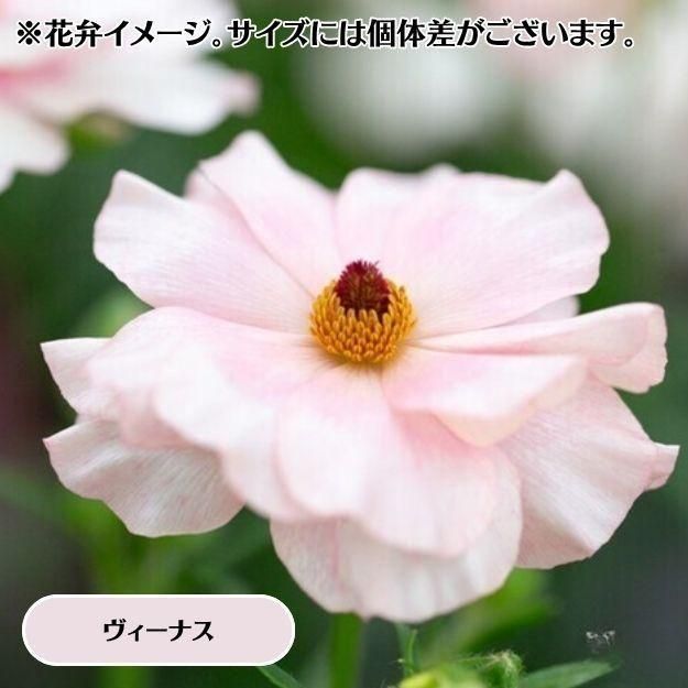 2025ǯ11沼ȯۥʥ󥭥饹å 12cm󥰥åȭ (̵) [¿ǯ(庬)]<img class='new_mark_img2' src='https://img.shop-pro.jp/img/new/icons6.gif' style='border:none;display:inline;margin:0px;padding:0px;width:auto;' />