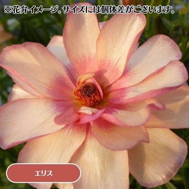 2025ǯ11沼ȯۥʥ󥭥饹å 12cm󥰥åȭ (̵) [¿ǯ(庬)]<img class='new_mark_img2' src='https://img.shop-pro.jp/img/new/icons6.gif' style='border:none;display:inline;margin:0px;padding:0px;width:auto;' />