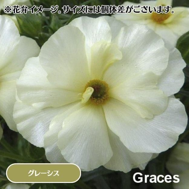 2025ǯ11沼ȯۥʥ󥭥饹å 12cm󥰥åȭ (̵) [¿ǯ(庬)]<img class='new_mark_img2' src='https://img.shop-pro.jp/img/new/icons29.gif' style='border:none;display:inline;margin:0px;padding:0px;width:auto;' />