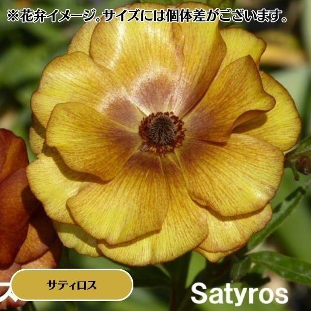 2025ǯ11沼ȯۥʥ󥭥饹å 12cm󥰥åȭ (̵) [¿ǯ(庬)]<img class='new_mark_img2' src='https://img.shop-pro.jp/img/new/icons29.gif' style='border:none;display:inline;margin:0px;padding:0px;width:auto;' />