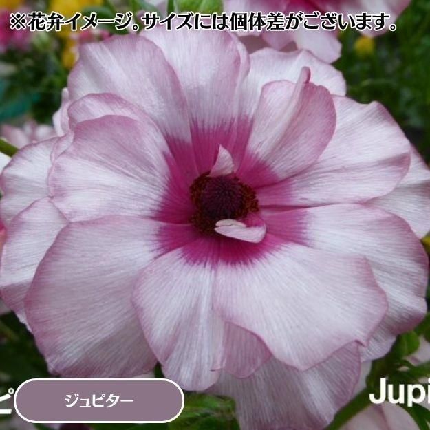 2025ǯ11沼ȯۥʥ󥭥饹å 12cm󥰥åȭ (̵) [¿ǯ(庬)]<img class='new_mark_img2' src='https://img.shop-pro.jp/img/new/icons29.gif' style='border:none;display:inline;margin:0px;padding:0px;width:auto;' />