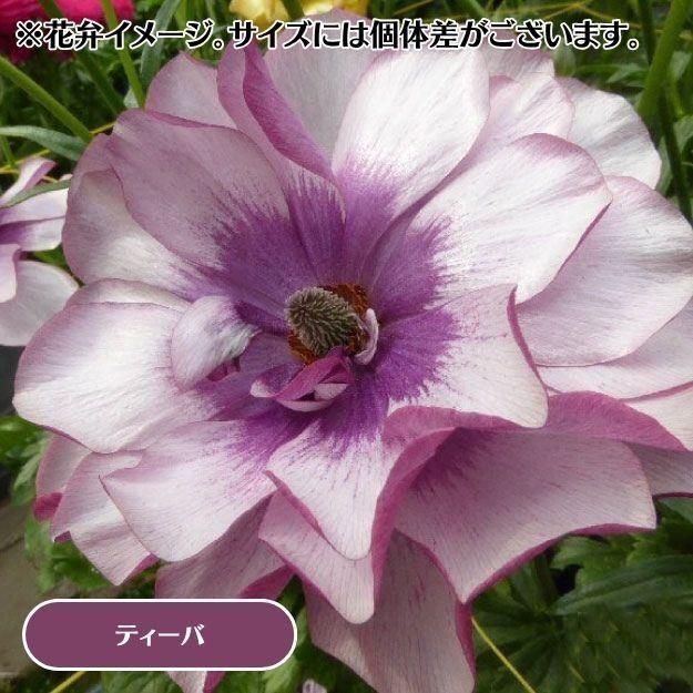 2025ǯ11沼ȯۥʥ󥭥饹å 12cm󥰥åȭ (̵) [¿ǯ(庬)]<img class='new_mark_img2' src='https://img.shop-pro.jp/img/new/icons29.gif' style='border:none;display:inline;margin:0px;padding:0px;width:auto;' />