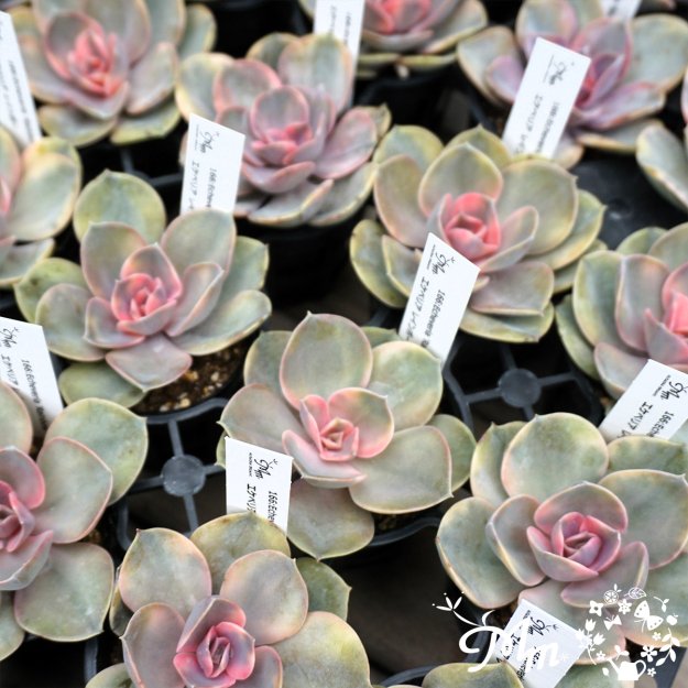 166:Echeveria 'Rainbow' (٥ꥢ  쥤ܡ)ѥݥå[¿ʪ]